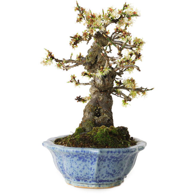 Prunus mume white, 21 cm, ± 15 years old, with a nebari of 9 cm, in a handmade Japanese pot by Eime Yozan