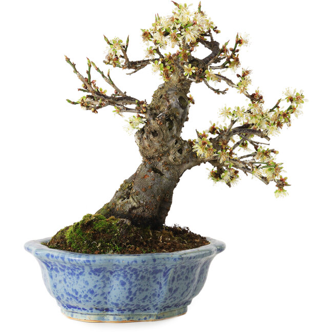Prunus mume blanco, 21 cm, ± 15 años, con un nebari de 9 cm, en una maceta japonesa hecha a mano por Eime Yozan