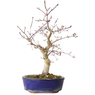 Acer palmatum Deshojo, 31 cm, ± 8 anni
