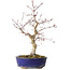 Acer palmatum Deshojo, 31 cm, ± 8 Jahre alt