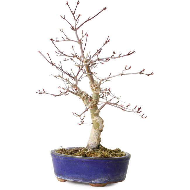 Acer palmatum Deshojo, 31 cm, ± 8 Jahre alt