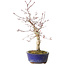 Acer palmatum Deshojo, 31 cm, ± 8 jaar oud