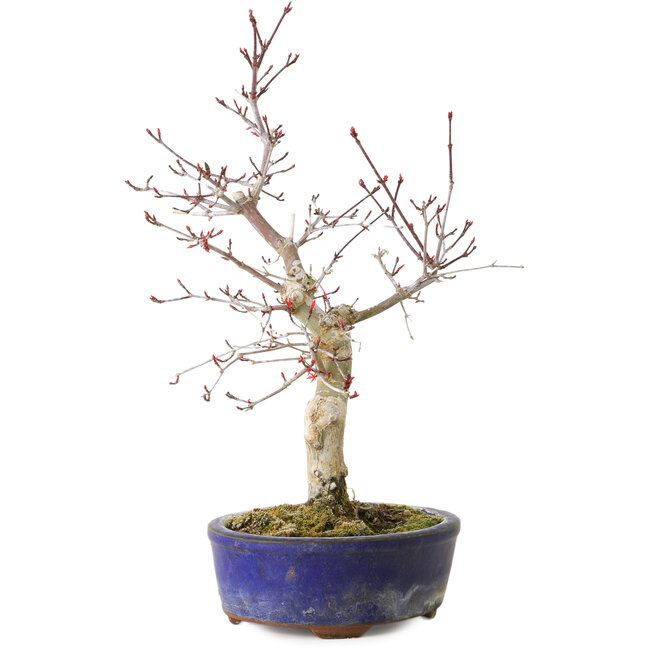 Acer palmatum Deshojo, 31 cm, ± 8 years old