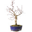 Acer palmatum Deshojo, 31 cm, ± 8 years old