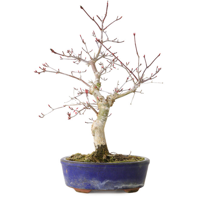 Acer palmatum Deshojo, 31 cm, ± 8 anni
