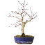 Acer palmatum Deshojo, 31 cm, ± 8 ans
