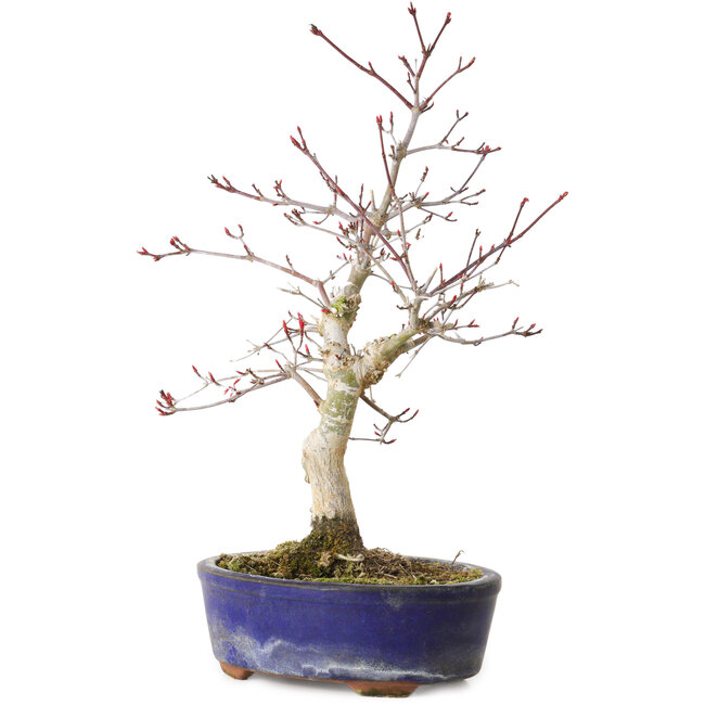 Acer palmatum Deshojo, 31 cm, ± 8 Jahre alt