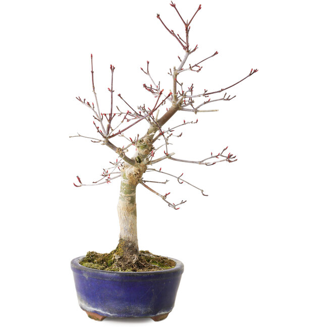 Acer palmatum Deshojo, 31 cm, ± 8 jaar oud