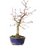 Acer palmatum Deshojo, 31 cm, ± 8 jaar oud