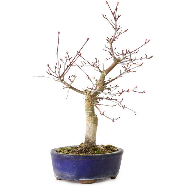 Acer palmatum Deshojo, 31 cm, ± 8 ans