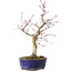 Acer palmatum Deshojo, 31 cm, ± 8 jaar oud