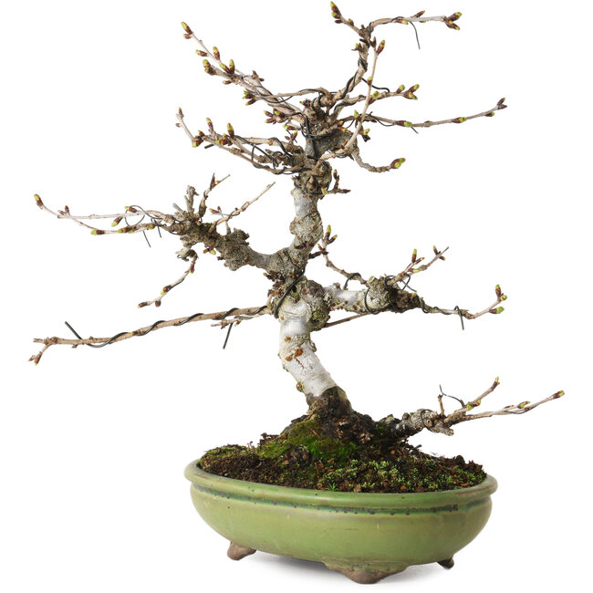 Prunus Sakura (rosa), 25 cm, ± 15 años, con un nebari de 6 cm