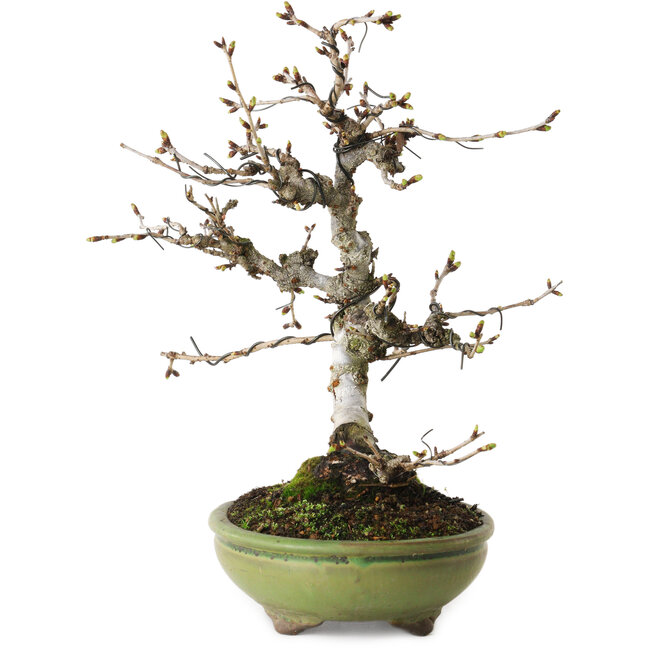 Prunus Sakura (rose), 25 cm, ± 15 ans, avec un nebari de 6 cm