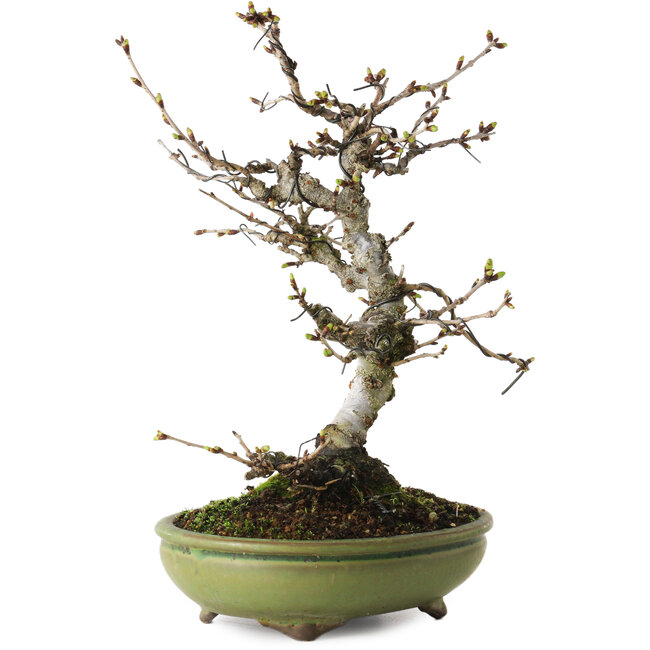 Prunus Sakura (rosa), 25 cm, ca. 15 Jahre alt, mit einem Wurzelansatz von 6 cm