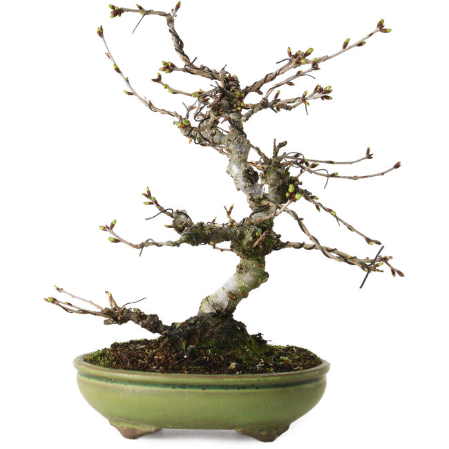 Prunus Sakura (roze), 25 cm, ± 15 jaar oud, met een nebari van 6 cm