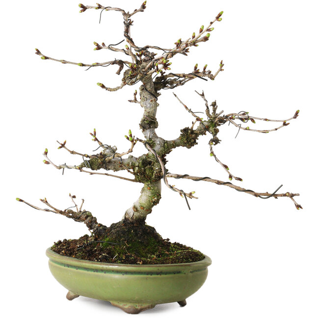 Prunus Sakura (roze), 25 cm, ± 15 jaar oud, met een nebari van 6 cm