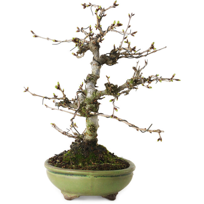 Prunus Sakura (roze), 25 cm, ± 15 jaar oud, met een nebari van 6 cm