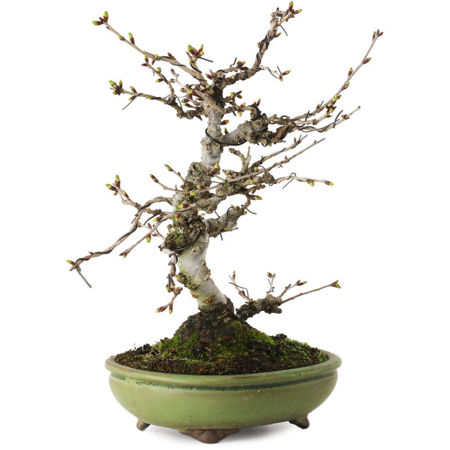 Prunus Sakura (roze), 25 cm, ± 15 jaar oud, met een nebari van 6 cm