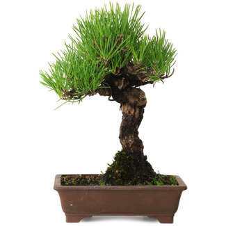 Pinus thunbergii, 20 cm, ± 20 anni