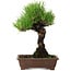 Pinus thunbergii, 20 cm, ± 20 jaar oud, met een nebari van 6 cm.