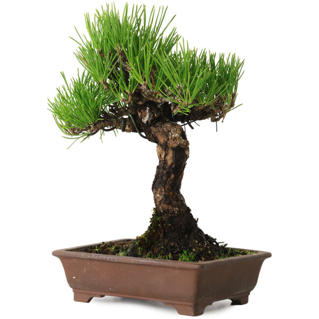 Pinus thunbergii, 20 cm, ca. 20 Jahre alt, mit einem Wurzelhals von 6 cm