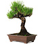 Pinus thunbergii, 20 cm, ± 20 ans, avec un nebari de 6 cm