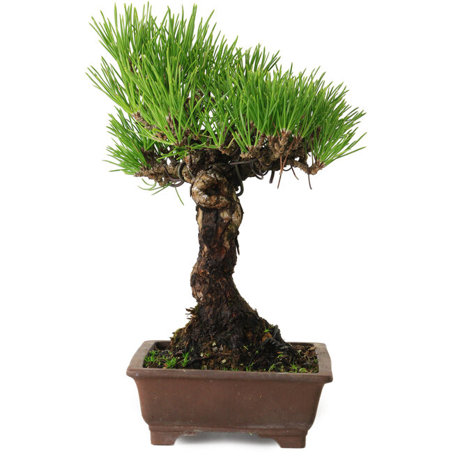 Pinus thunbergii, 20 cm, ± 20 jaar oud, met een nebari van 6 cm.