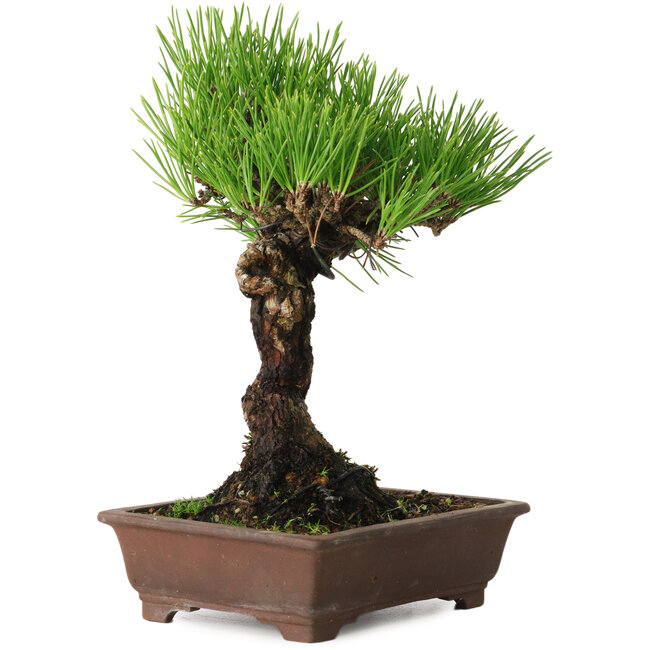 Pinus thunbergii, 20 cm, ca. 20 Jahre alt, mit einem Wurzelhals von 6 cm