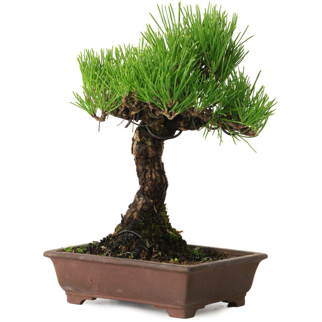 Pinus thunbergii, 20 cm, ± 20 years old, with a nebari of 6 cm