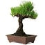 Pinus thunbergii, 20 cm, ± 20 jaar oud, met een nebari van 6 cm.