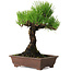 Pinus thunbergii, 20 cm, ± 20 years old, with a nebari of 6 cm