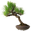 Pinus thunbergii, 37 cm, ± 25 años, con un nebari de 6 cm