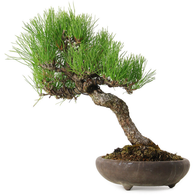 Pinus thunbergii, 37 cm, ± 25 anni, con un nebari di 6 cm
