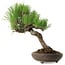 Pinus thunbergii, 37 cm, ± 25 years old, with a nebari of 6 cm