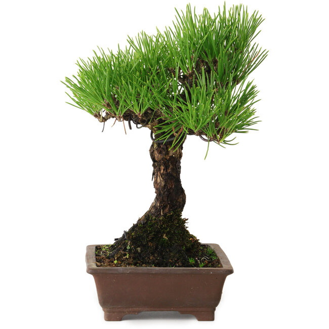 Pinus thunbergii, 20 cm, ca. 20 Jahre alt, mit einem Wurzelhals von 6 cm
