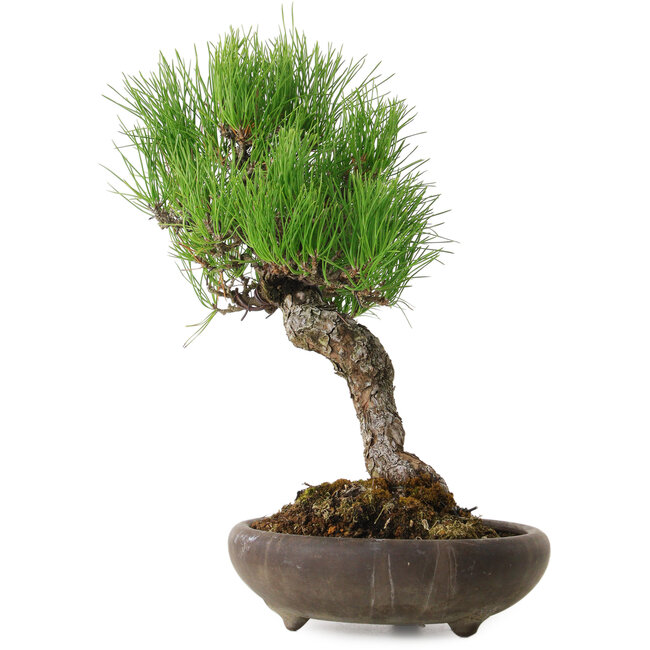 Pinus thunbergii, 37 cm, ± 25 ans, avec un nebari de 6 cm
