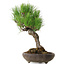 Pinus thunbergii, 37 cm, ± 25 anni, con un nebari di 6 cm