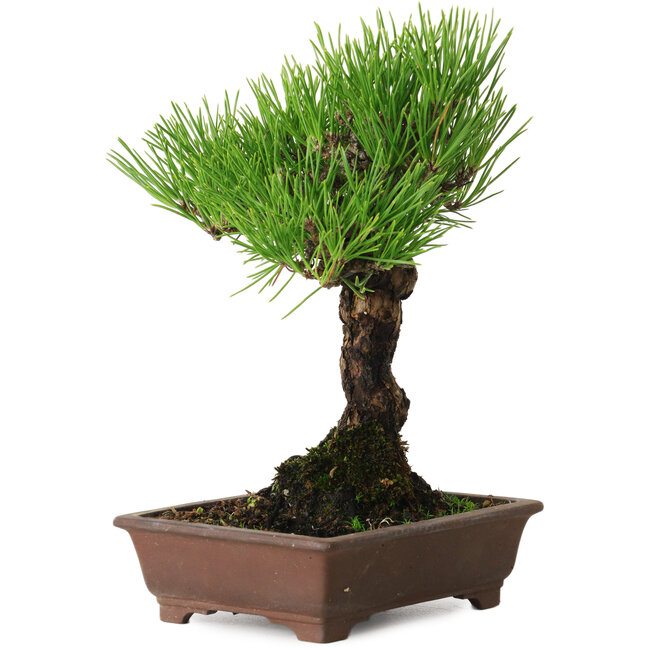 Pinus thunbergii, 20 cm, ± 20 anni, con un nebari di 6 cm