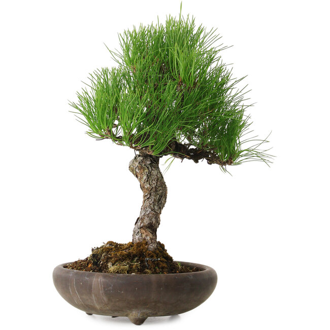 Pinus thunbergii, 37 cm, ± 25 años, con un nebari de 6 cm