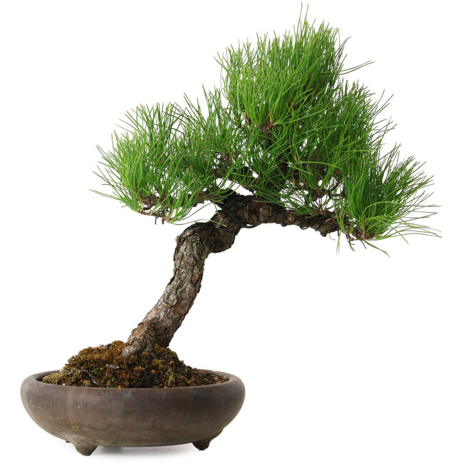Pinus thunbergii, 37 cm, ± 25 years old, with a nebari of 6 cm
