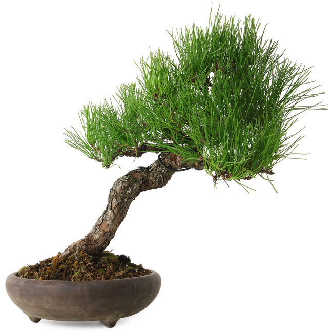 Pinus thunbergii, 37 cm, ± 25 jaar oud, met een nebari van 6 cm.