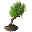 Pinus thunbergii, 37 cm, ± 25 ans, avec un nebari de 6 cm