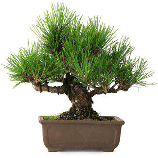 Pinus thunbergii, 20 cm, ± 20 years old