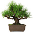 Pinus thunbergii, 20 cm, ± 20 years old, with a nebari of 6 cm