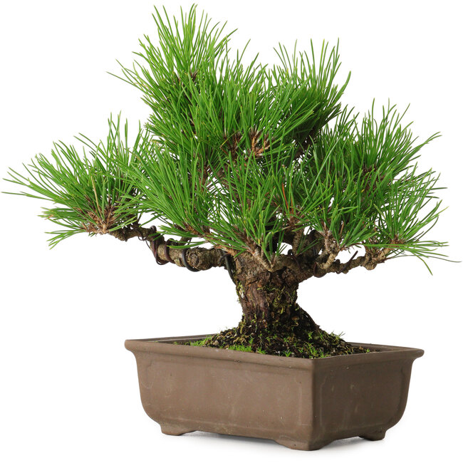 Pinus thunbergii, 20 cm, ± 20 jaar oud, met een nebari van 6 cm.