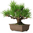 Pinus thunbergii, 20 cm, ± 20 años, con un nebari de 6 cm