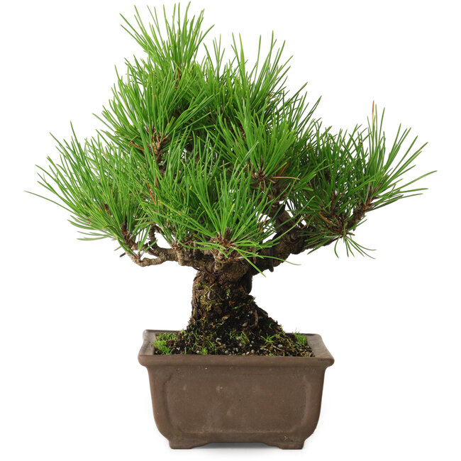 Pinus thunbergii, 20 cm, ± 20 anni, con un nebari di 6 cm