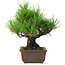 Pinus thunbergii, 20 cm, ± 20 years old, with a nebari of 6 cm