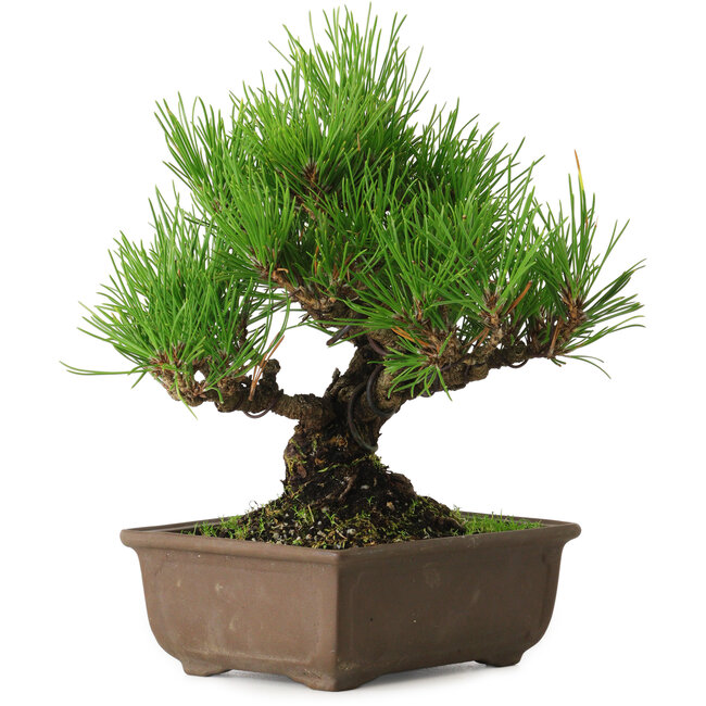 Pinus thunbergii, 20 cm, ± 20 ans, avec un nebari de 6 cm