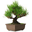 Pinus thunbergii, 20 cm, ± 20 years old, with a nebari of 6 cm